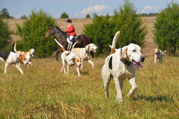 Belle Meade Fox Hunt - Opening Meet 2013