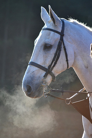 Shakerag Opening Hunt 2014