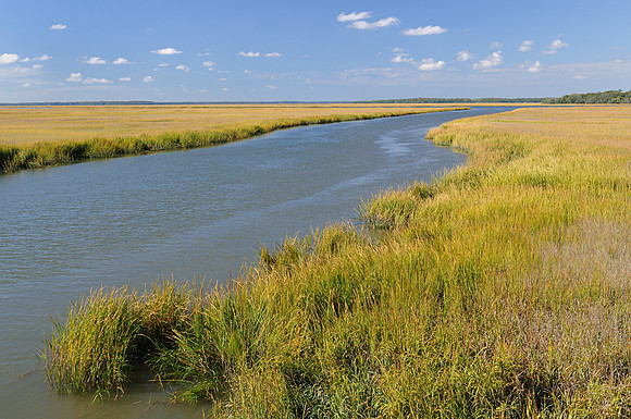 Jekyll Island Marsh