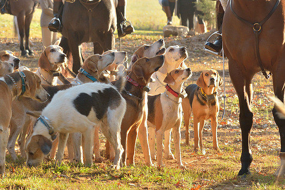 Shakerag opening Hunt 2015