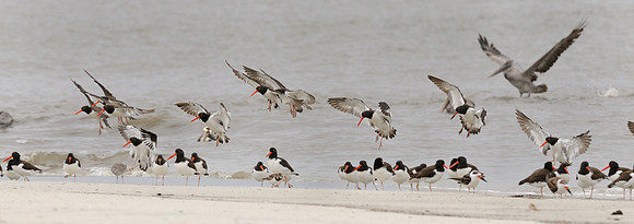 American Oystercatchers