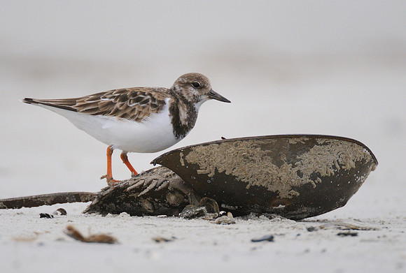 Ruddy Turnstone