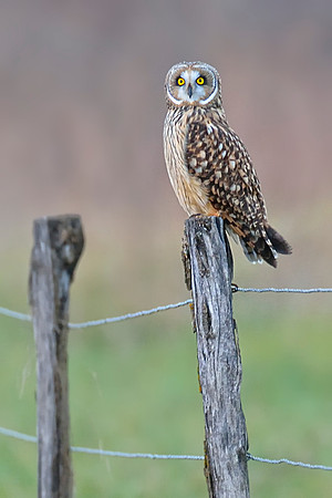Smokies - Cades Cove - Short eared owl - Asio flammeus