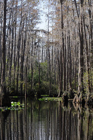 Okefenokee Canoe Trail