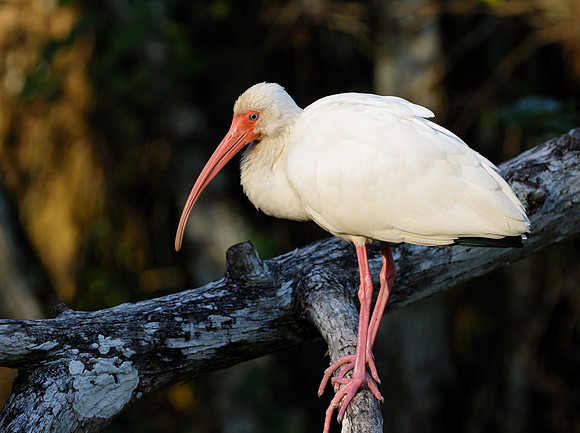 White Ibis