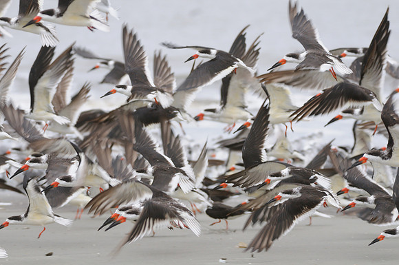 Black Skimmer Flock
