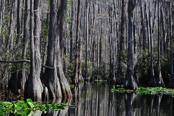 Okrfenokee Cypress Trees