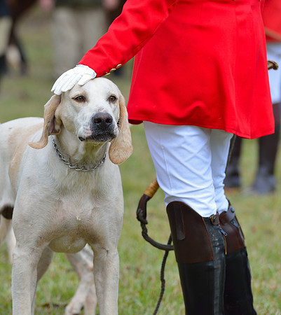 Belle Meade Opening Hunt 2014