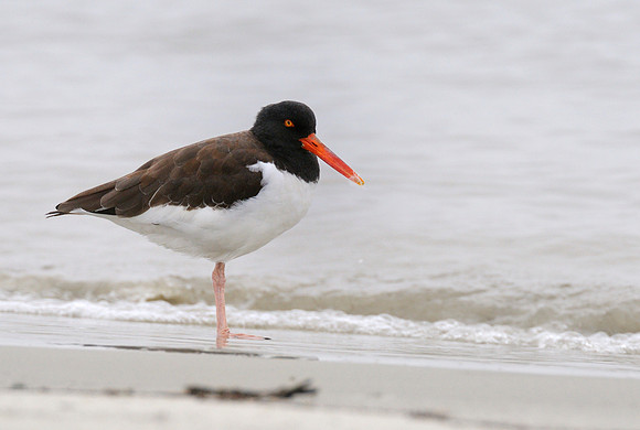 American Oystercatcher