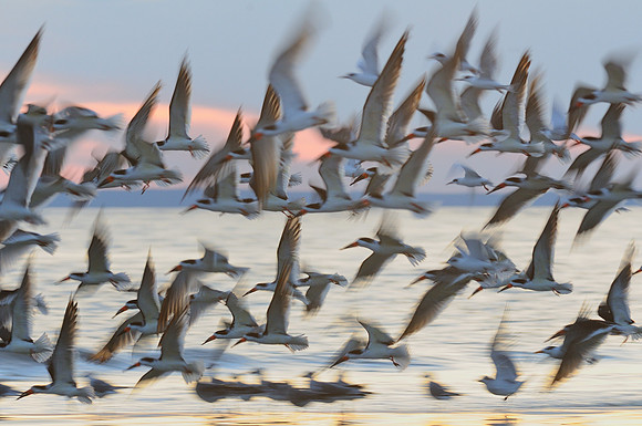 Black Skimmer Flock