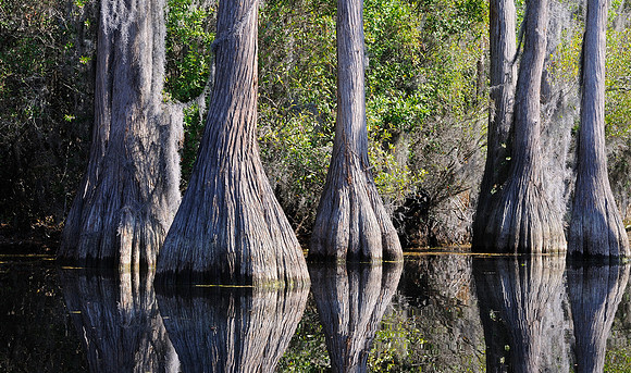 Okefenokee - Stephen Foster S.P.