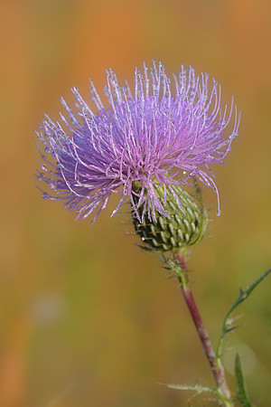 Smokies - Cades Cove - Dew Covered Thistle