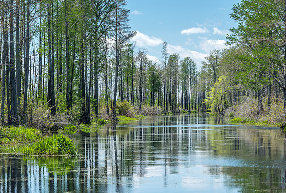 Okefenokee_4-7-2016_199822