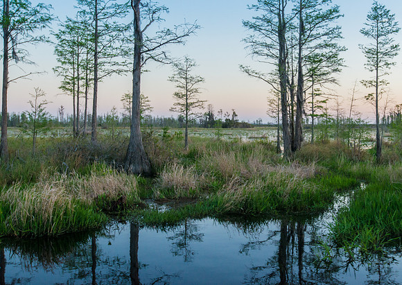 Okefenokee_4-8-2016_199940