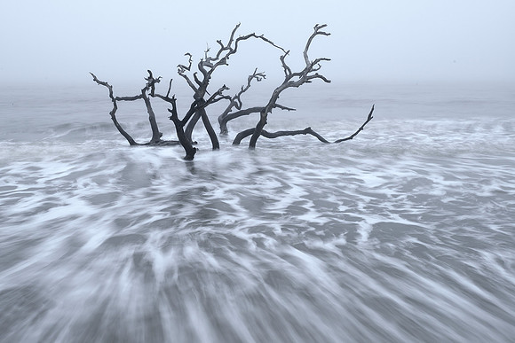 Jekyll Island - Driftwood Beach Fog