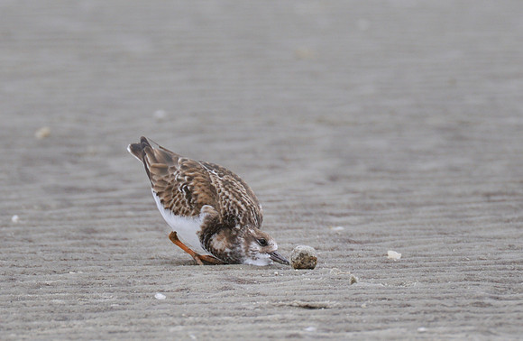 Ruddy Turnstone