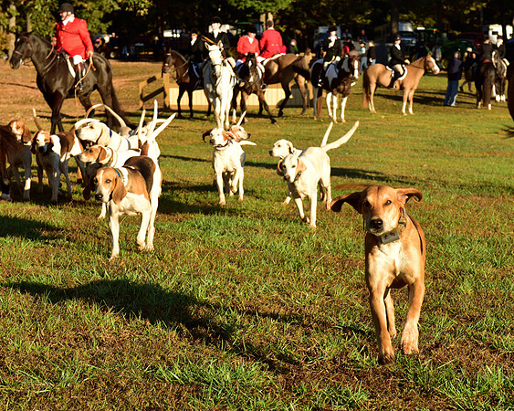 Shakerag Opening Hunt 2014