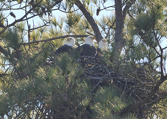 Three Adult Bald Eagles in One Nest