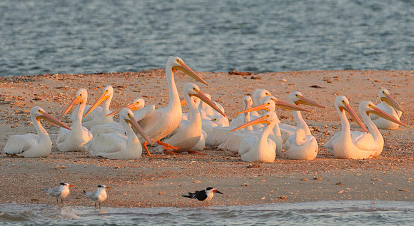 White Pelicans at Sunset