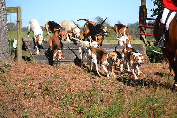 Shakerag Opening Hunt 2014