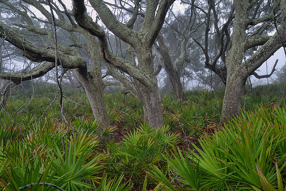 Jekyll Island - Driftwood Beach Fog