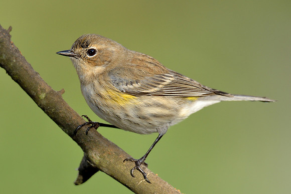 Yellow Rumped Warbler
