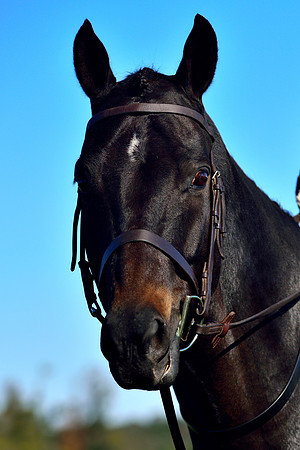 Shakerag Opening Hunt 2014