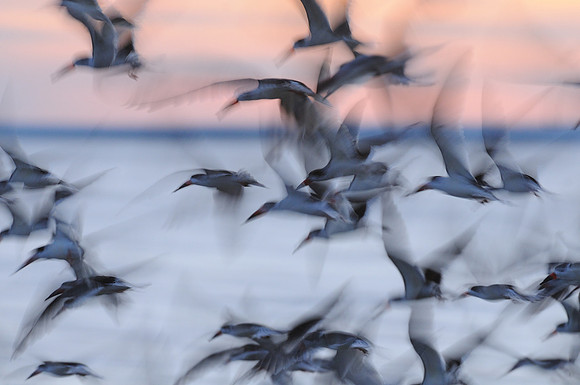 Black Skimmer Blur