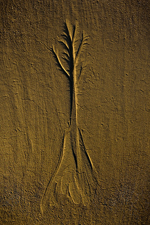 Jekyll Island - Driftwood Beach Patterns