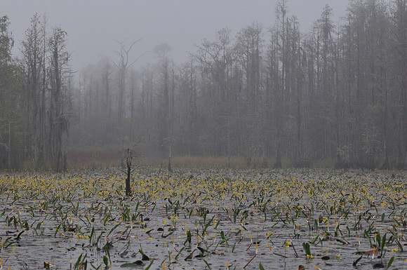 Okefenokee Grand Prarie