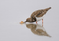Ruddy Turnstone - Looking at Lunch