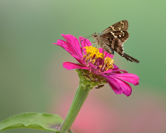 Long-tailed Skipper