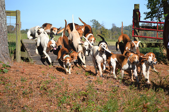 Shakerag Opening Hunt 2014